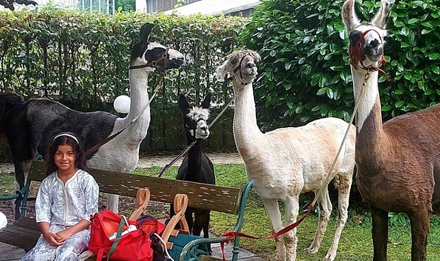 Lamas und Alpakas waren gern gesehene Gäste bei der Feier. 